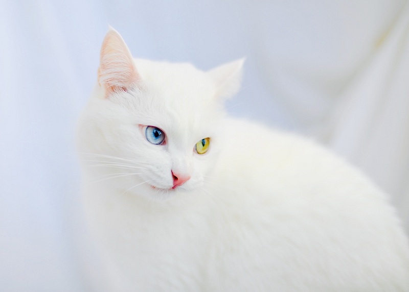  kucing anggora bulu putih dewasa