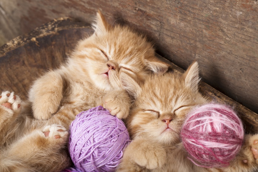 Dua Anak Kucing Tidur Dengan Benang Warna Merah Dan Ungu